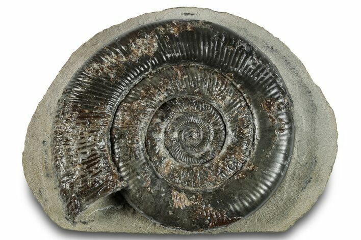 Jurassic Ammonite (Dactylioceras) Fossil - England #279542